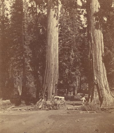 The Sentinels, 315 Feet High, Diameter 20 Feet by John P. Soule